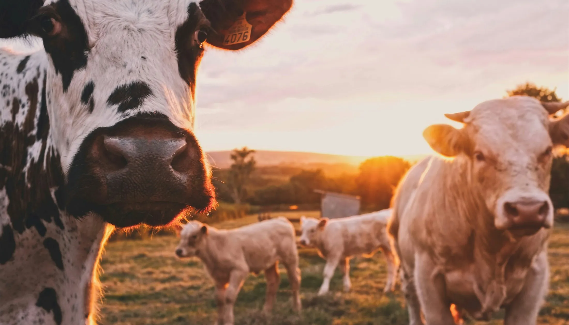 Cows on the farm