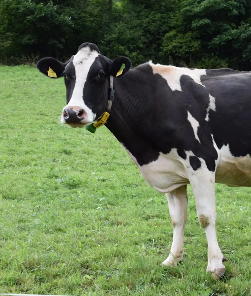 Holstein cow on pasture